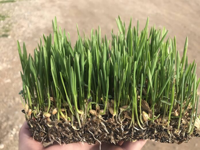 Relevo Generacional: La Alerta de BioPalacín Planet sobre el Futuro BioPalacín Planet alerta sobre la importancia del relevo generacional en el campo