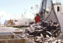 ¿El Pescado que Compras es el que Comes? El Fraude que Engaña al Consumidor y Amenaza la Salud ¿El pescado que pagas es el que comes? El fraude que engaña al consumidor y pone en riesgo la salud