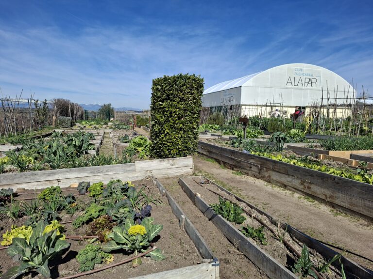 Huerto Corporativo Solidario: DHL Supply Chain y Fundación A LA PAR Promueven Inclusión y Sostenibilidad