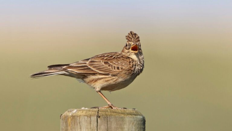 Declive de las Poblaciones de Aves y Mariposas en la UE: Una Llamada de Atención