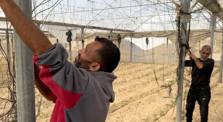 Esperanza en la Tierra: Agricultores de Gaza Luchan por Revivir su Suelo Tras la Guerra