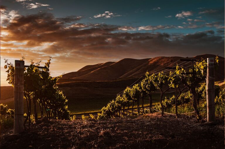 Obergo Introduce Innovadores Maridajes Primaverales para su Chardonnay