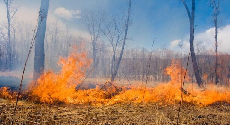 Valorar la Calidad: Proteger Ecosistemas es Clave para Salvar Nuestros Bosques