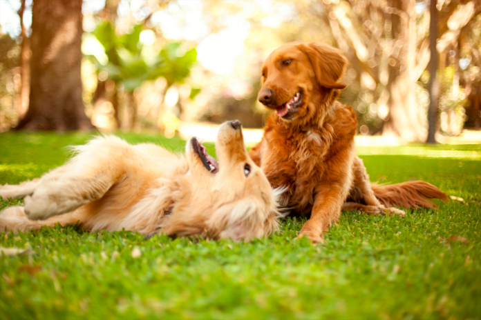 Cómo Adaptar la Alimentación de tu Perro con la Llegada TodoMascota explica cómo adaptar la alimentación del perro ante la llegada del calor para mantener su equilibrio y bienestar