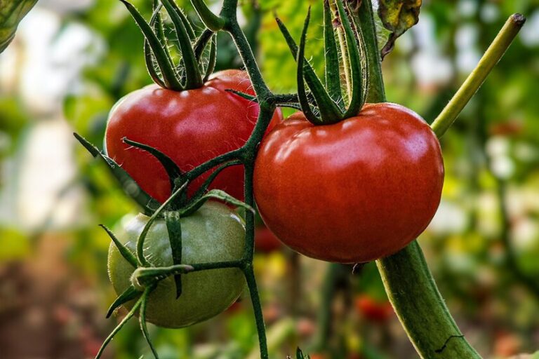 Compañeros Ideales: ¿Qué Plantar Junto a los Tomates para un Crecimiento Saludable?