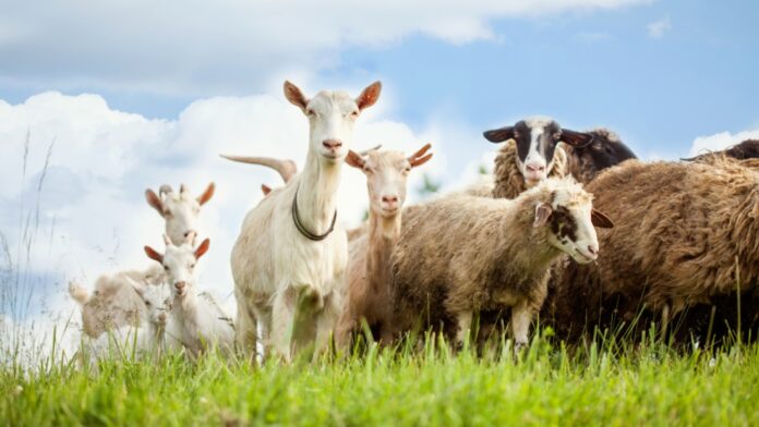 Disminución Continua de los Números de Ganado en la UE EU livestock numbers continued to shrink in 2025 - News articles