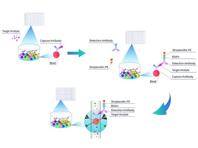 Optimización de la Investigación de Precisión: El Poder de la La tecnología Multiplex Assay de Cloud-Clone facilita el análisis simultáneo de biomarcadores en investigación de precisión