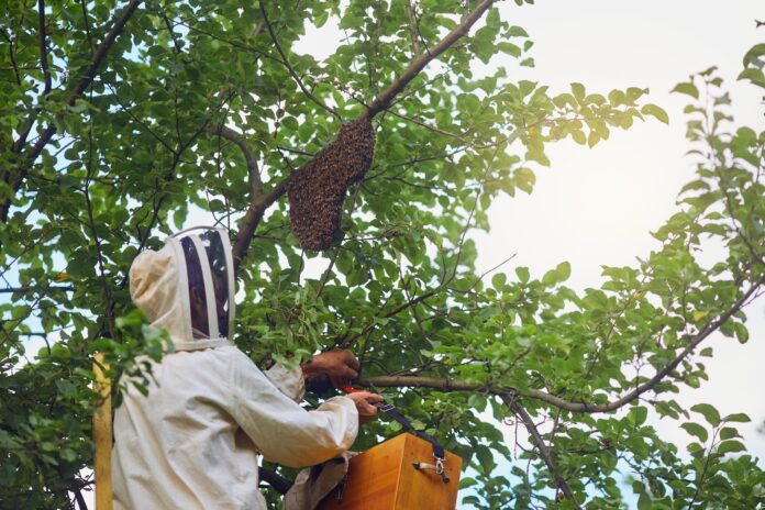 Aumento de Incidencias por Avispas Velutinas: Riesgos de Salud Pública Más incidencias por avispas velutinas y más riesgos de salud pública asociados: qué hay detrás del aumento de la actividad durante el verano