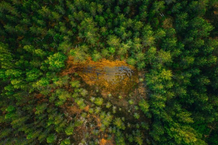 Bosques: Los Grandes Ausentes en la Agenda de Desarrollo Sostenible Los bosques, los grandes ausentes de la agenda de desarrollo sostenible de la ONU