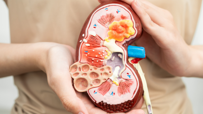 El 8% de los Participantes en el Programa de Cribado Cerca del 8% de las personas participantes en el programa de cribado de enfermedad renal en farmacias de Gipuzkoa han sido derivadas a Atención Primaria