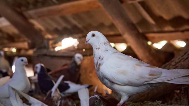 Mejorando el Rendimiento Estival de los Palomos: La Importancia de la Alimentación Ecológica