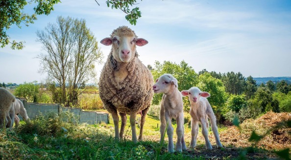 Rentabilidad Sostenible en el Ovino: La Innovación de Bifeedoo en Piensos Ecológicos para Corderos