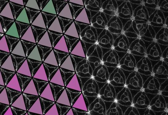 Revolución Científica: Un Metamaterial Programable Encontrado en el Ojo de la Mosca del Vinagre