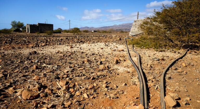 Bosques en Peligro: Sequías, Incendios y Plagas por el Cambio Climático en Europa y Norteamérica