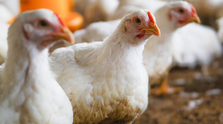 El Impacto del Pienso Ecológico en el Bienestar y Productividad de Pollos Durante el Verano
