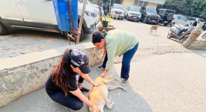 Chile Se Convierten en el Primer País de América del Chile se convierte en el primer país de América del Sur en eliminar la rabia transmitida por perros