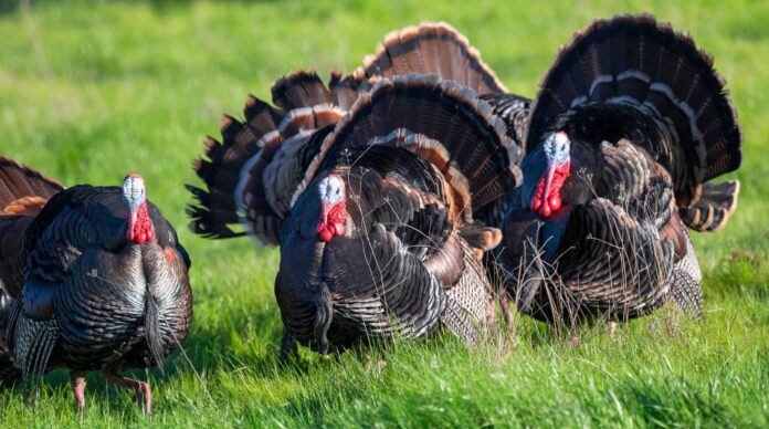 Mejora del Rendimiento y Bienestar de los Pavos con Pienso Bifeedoo analiza cómo el pienso ecológico para pavos mejora el rendimiento en otoño y refuerza su bienestar