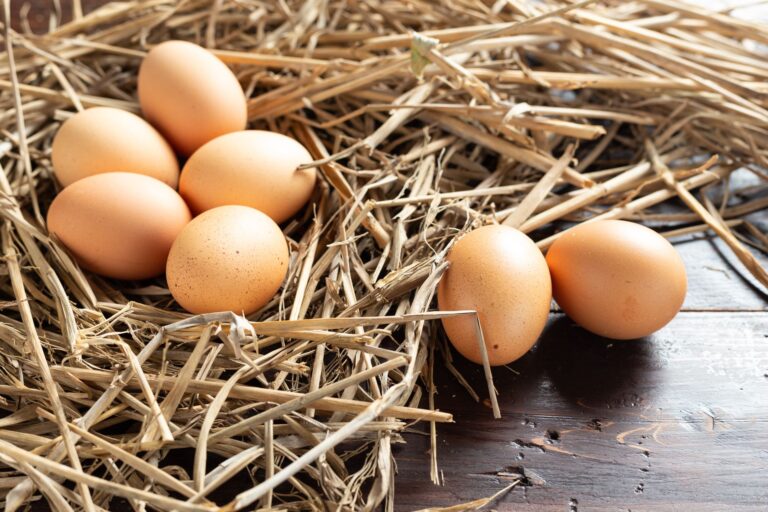 Requisitos Esenciales para una Gallina Ponedora y su Óptima Producción de Huevos