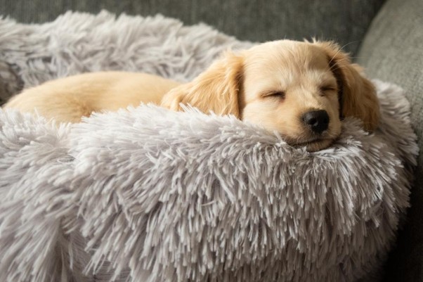 Guía para Mantener Limpia y en Buen Estado la Cama de Tu Mascota
