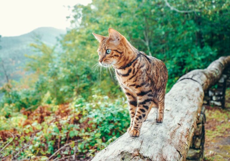 ORIJEN™ Presenta 4 Rutas para Perros y Gatos en España: Claves para Preparar la Aventura