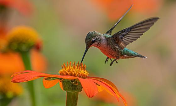 Plan Global para la Salvación de la Naturaleza: ¿Es Efectivo?