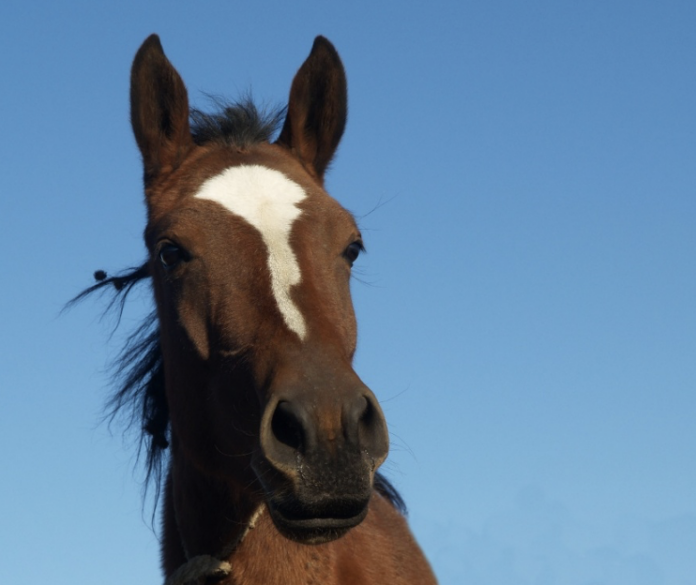 Puigcerdà Celebra la 44.ª Edición de la Feria del Caballo Puigcerdà celebra la 44.ª edición de la Feria del Caballo los días 7 y 8 de noviembre